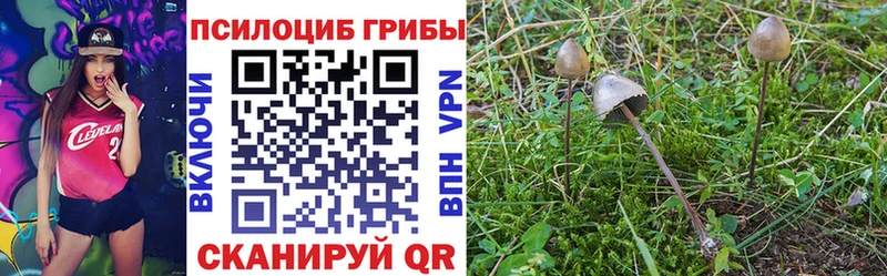 закладки  Тутаев  Псилоцибиновые грибы Cubensis 