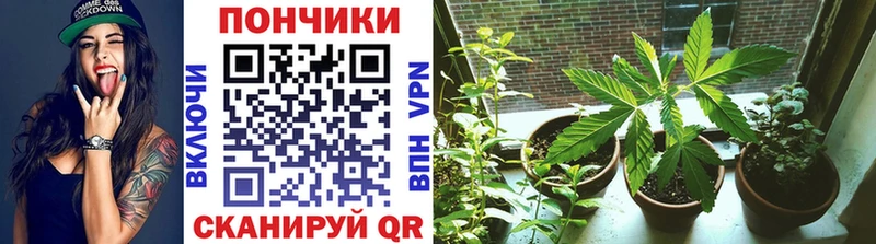 наркотики  Тутаев  Бошки марихуана SATIVA & INDICA 